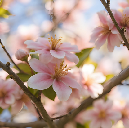Sakura